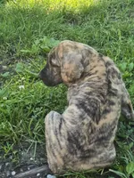 Boy 1, a male Great Dane for sale in Camby, IN – 2 of 5