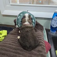 Boy 7, a male Saint Bernard for sale in Camby, IN – Photo 2 of 2