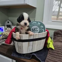 Boy 7, a male Saint Bernard for sale in Camby, IN – Photo 1 of 2