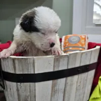 Girl 4, a male Saint Bernard for sale in Camby, IN – Photo 1 of 3