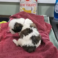 Girl 4, a male Saint Bernard for sale in Camby, IN – Photo 2 of 3