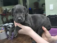 Girl 1, a female Great Dane for sale in Camby, IN – 3 of 3
