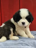 Boy 1, a male Saint Bernard for sale in Camby, IN – 4 of 6