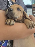 Girl 3, a female Great Dane for sale in Camby, IN – 5 of 7