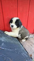 Girl 1, a female Saint Bernard for sale in Camby, IN – 2 of 2
