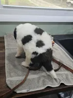 Boy 1, a male Saint Bernard for sale in Camby, IN – 3 of 4