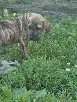 Boy 1, a male Great Dane for sale in Camby, IN – 5 of 5