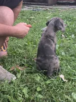Boy 2, a male Great Dane for sale in Camby, IN – 2 of 4