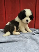 Boy 1, a male Saint Bernard for sale in Camby, IN – 5 of 6