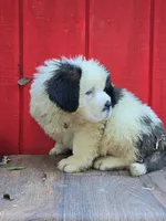 Boy 1, a male Saint Bernard for sale in Camby, IN – 2 of 4
