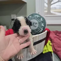 Boy 1, a male Saint Bernard for sale in Camby, IN – 1 of 1