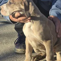 Girl 1, a female Great Dane for sale in Camby, IN – Photo 3 of 3