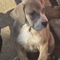Girl 1, a female Great Dane for sale in Camby, IN – Photo 2 of 3