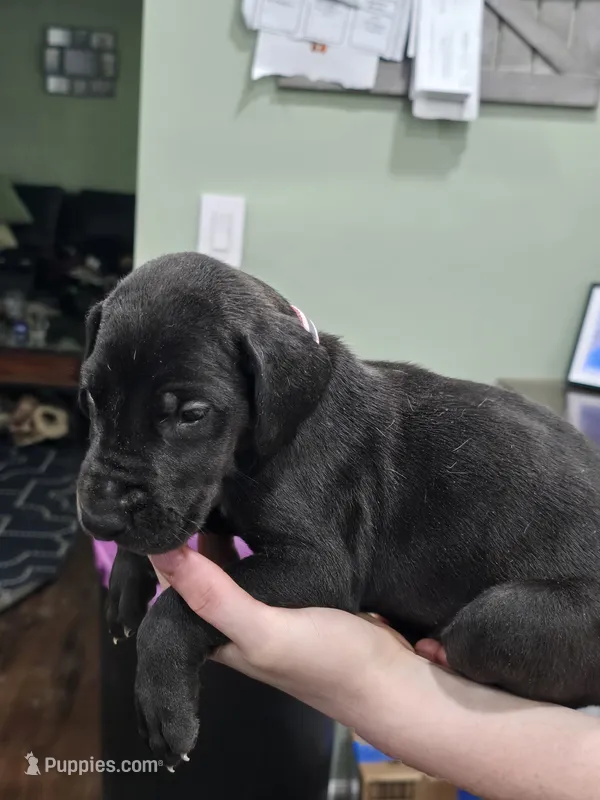 Girl 2 – Great Dane puppy for sale in Camby, IN