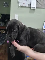 Girl 2, a female Great Dane for sale in Camby, IN – 1 of 3