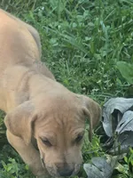 Girl 3, a female Great Dane for sale in Camby, IN – 4 of 7