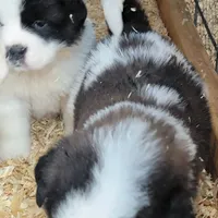 Girl, a female Saint Bernard for sale in Camby, IN – Photo 4 of 4