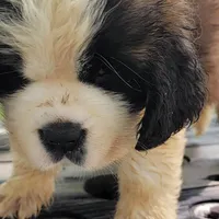 Girl, a female Saint Bernard for sale in Camby, IN – Photo 3 of 4