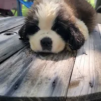 Girl, a female Saint Bernard for sale in Camby, IN – Photo 1 of 4