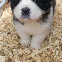 Girl, a female Saint Bernard for sale in Camby, IN – Photo 2 of 4