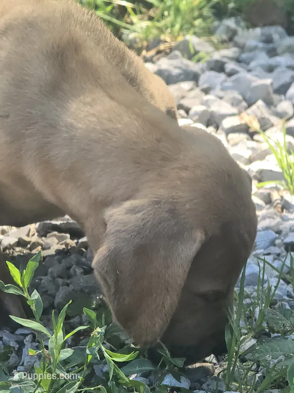 Girl 3 – Great Dane puppy for sale in Camby, IN