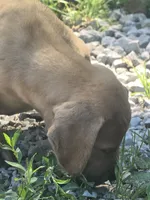 Girl 3, a female Great Dane for sale in Camby, IN – 1 of 7