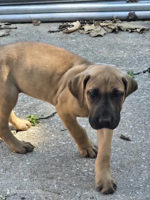 Girl 4 – Great Dane puppy for sale in Camby, IN