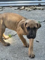 Girl 4, a female Great Dane for sale in Camby, IN – 1 of 5