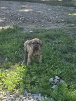 Boy 1, a male Great Dane for sale in Camby, IN – 3 of 5