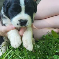 Boy 5, a male Saint Bernard for sale in Camby, IN – Photo 2 of 3