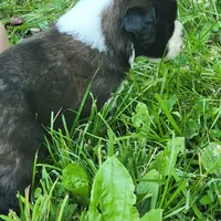 Boy 5, a male Saint Bernard for sale in Camby, IN – Photo 1 of 3