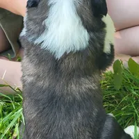 Boy 5, a male Saint Bernard for sale in Camby, IN – Photo 3 of 3