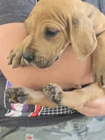 Girl 3, a female Great Dane for sale in Camby, IN – 6 of 7