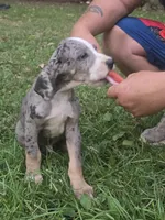 Boy 3, a male Great Dane for sale in Camby, IN – 3 of 4
