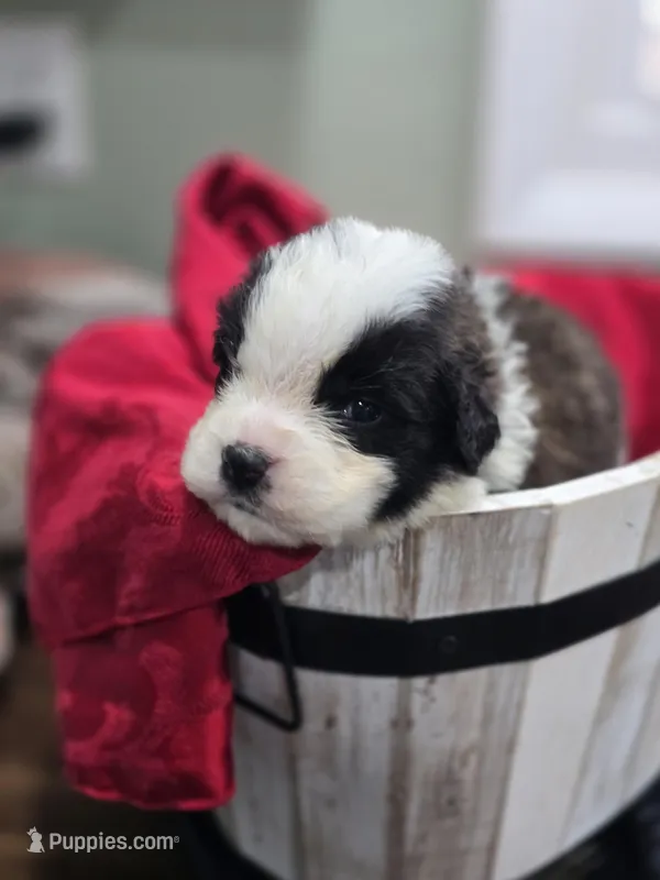 Boy 8 – Saint Bernard puppy for sale in Camby, IN