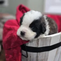 Boy 8, a male Saint Bernard for sale in Camby, IN – Photo 1 of 2