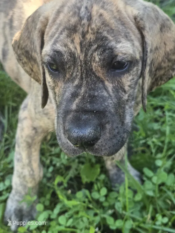 Boy 1 – Great Dane puppy for sale in Camby, IN