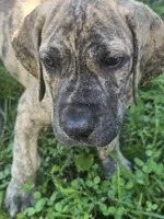 Boy 1, a male Great Dane for sale in Camby, IN – 1 of 5