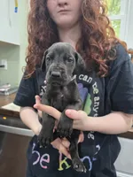 Girl 2, a female Great Dane for sale in Camby, IN – 3 of 3
