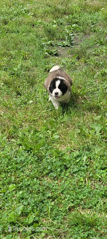 Girl 4 – Saint Bernard puppy for sale in Camby, IN