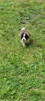 Girl 4, a female Saint Bernard for sale in Camby, IN – 1 of 1