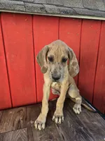 Boy 4, a male Great Dane for sale in Camby, IN – 4 of 5