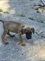 Girl 4, a female Great Dane for sale in Camby, IN – 2 of 5