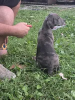 Boy 2, a male Great Dane for sale in Camby, IN – 4 of 4