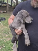Boy 2, a male Great Dane for sale in Camby, IN – 1 of 4
