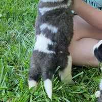 Boy 12, a male Saint Bernard for sale in Camby, IN – Photo 2 of 2