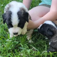 Boy 12, a male Saint Bernard for sale in Camby, IN – Photo 1 of 2