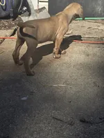 Girl 4, a female Great Dane for sale in Camby, IN – 3 of 5