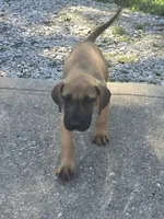 Girl 4, a female Great Dane for sale in Camby, IN – 4 of 5