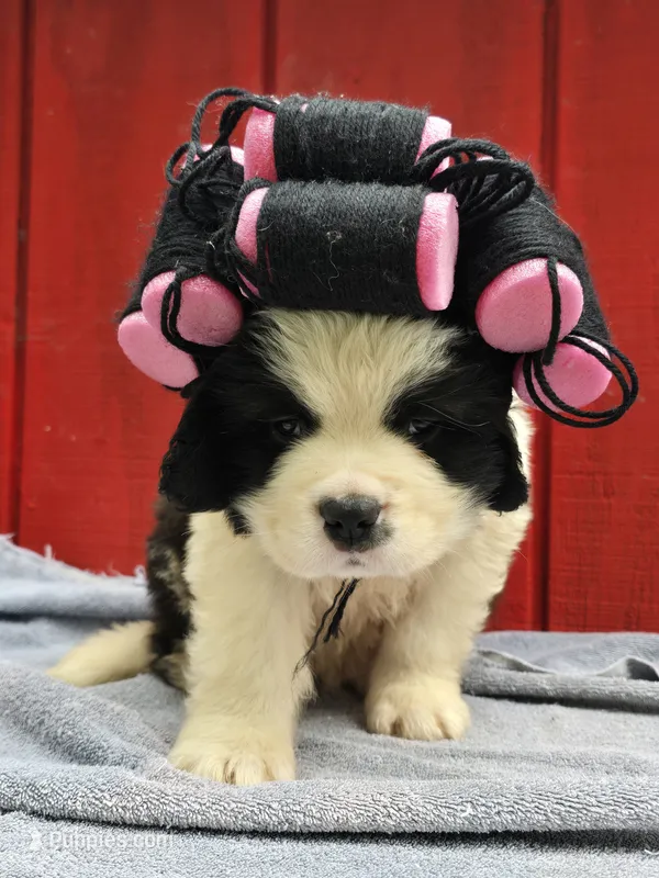 Boy 1 – Saint Bernard puppy for sale in Camby, IN